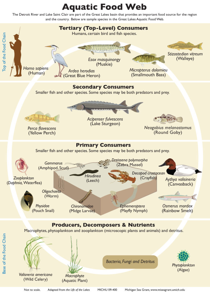 09-400 Aquatic Food Web GLEP-rev2